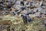 Arctic fox hunting for a bird - Arctic, Svalbard