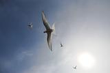 Wild Arctic terns flying