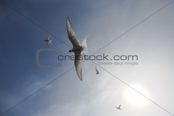 Wild Arctic terns flying