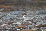 Arctic tern chick