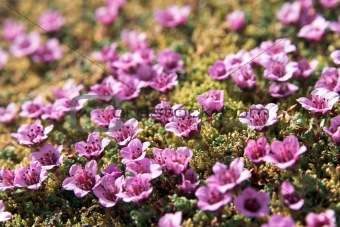 Arctic tundra flowers (purple saxifraga)
