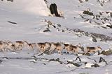 Herd of wild reindeers in the Arctic