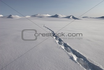 Polar bear track on the glacier - Spitsbergen, Arctic