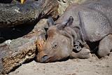 rhino sleeps