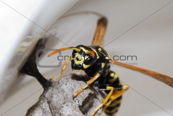 wasp and nest