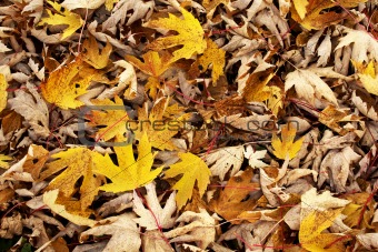 yellow maple leaves pile