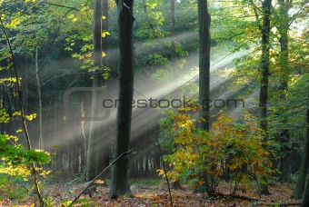 Beams of light pour through the trees
