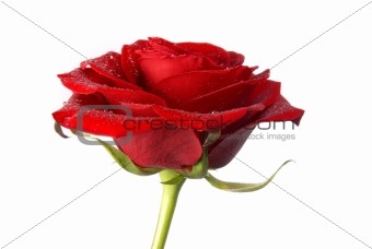 Close-up of a red rose with droplets