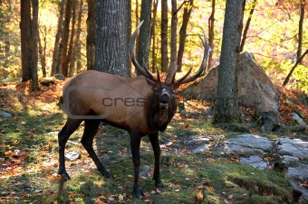 Elk (Cervus canadensis) in autumn