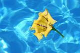 yellow flower in water