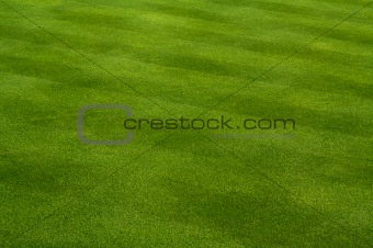 Lush Green Grass