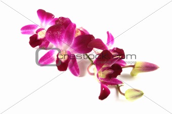 Pink orchids.