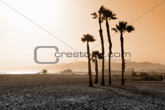 Santa Monica Beach Palms