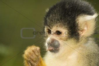 Eating Squirrel Monkey
