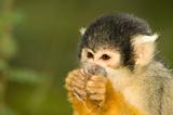 Little squirrel monkey