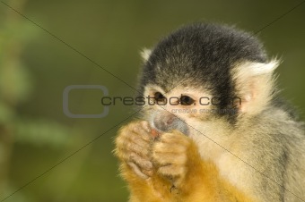 Little squirrel monkey