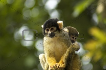 Two Squirrel Monkeys