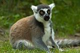Shocked Lemur Catta