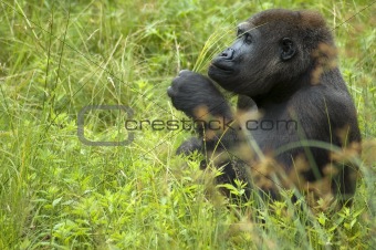 Gorilla Playing With Grass
