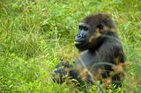Gorilla Eating Some Grass
