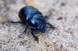 Blue Bloody-nosed Beetle