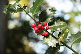 Holly berry and leaves