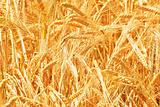 Wheat close up