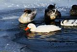 ducks on icy water