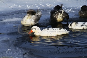 ducks on icy water