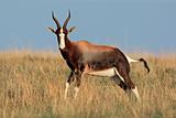 Bontebok antelope 