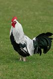 Silver Dorking Rooster