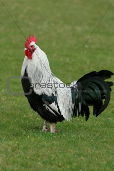 Silver Dorking Rooster