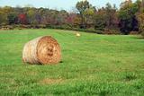 Hay Rolls in a green field