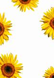Sunflower Beauties