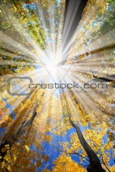 Sunrays in the forest