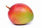 Mango  (Mangifera)
