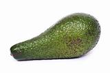 Avocado  (Persea gratissima)