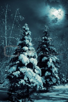Snow-covered evergreens 