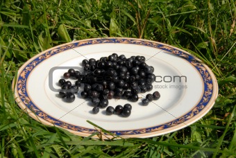 Small bucket full of fresh blueberries