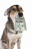 Dog with money