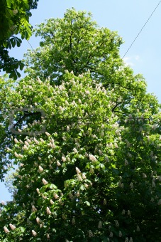 Blooming of chestnut