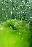 Apple splash