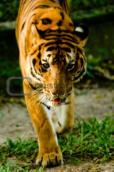 Tiger staring.