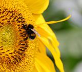 sunflower and bumblebee