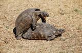 Turtles love