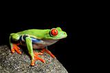 red-eyed tree frog isolated black