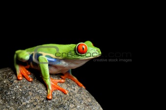 red-eyed tree frog isolated black
