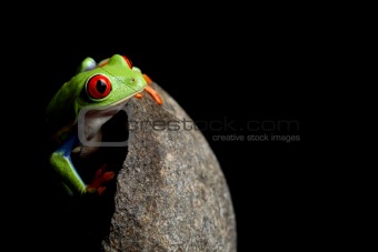 frog behind rock isolated on black