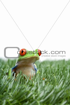 red-eyed tree frog in grass