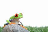 red-eyed tree frog on rock